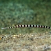 pipefish_banded_muck_h_0705_png2300.jpg